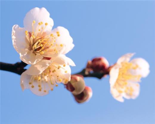 送花祝福语女性朋友：用友谊把你我温暖…